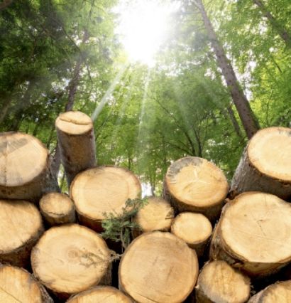 Натуральная древесина