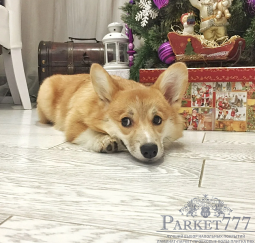 картинка Инженерная доска AnticWood Патина Серебряный Пегас от магазина Parket777